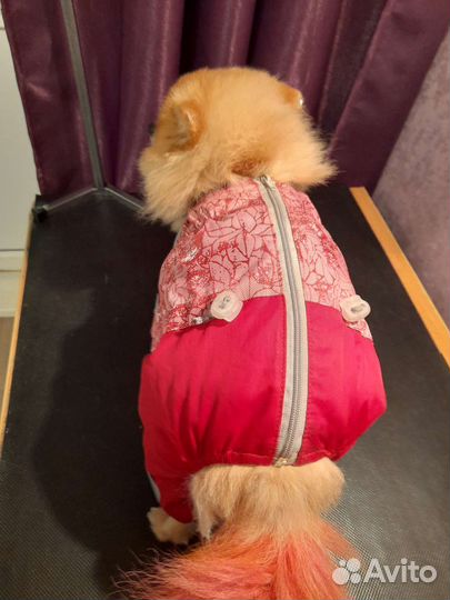 Комбинезоны для собак мелких пород