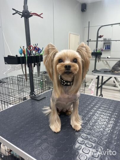 Беби фейс мини