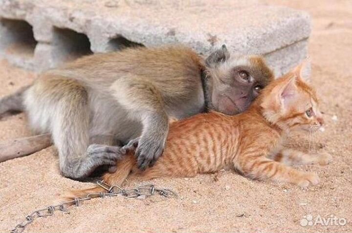 Передержка, кинолог для животных