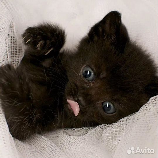 Кошки в добрые руки