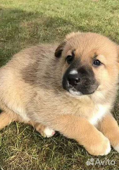 Собака в добрые руки щенки