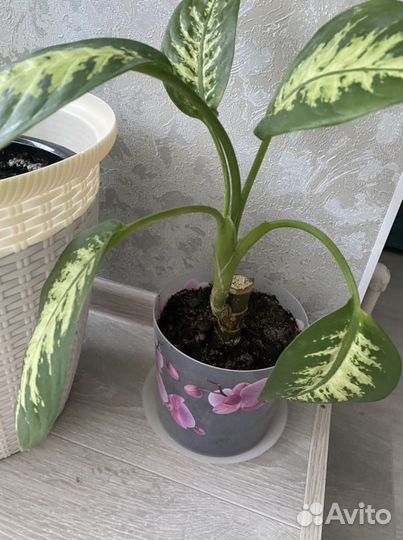 Диффенбахия