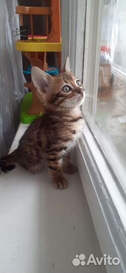 Бенгальские котята