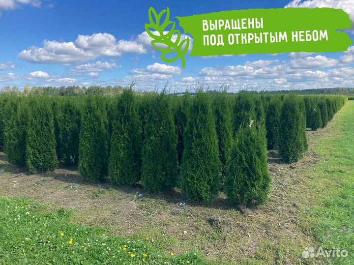 Туя из питомника 180-200 см