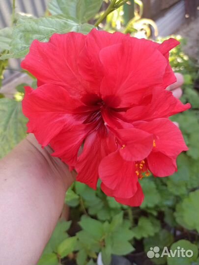 Гибискус китайская роза