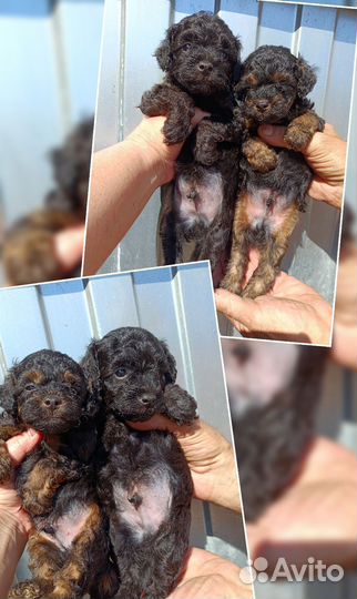 Мальчики миниатюра