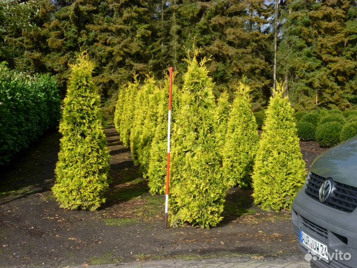 Cосны и туи оптом