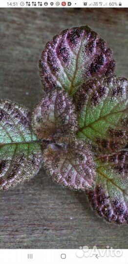 Эписции и клеродендрумы