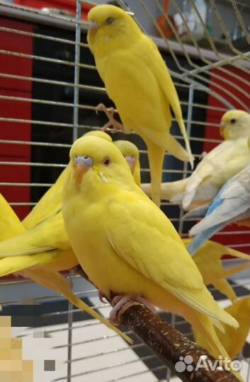 Попугай волнистый