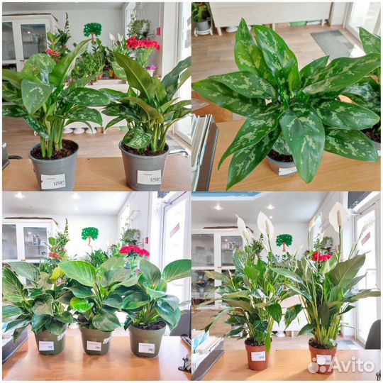 Домашние комнатные цветы Доставка