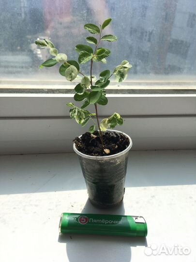 Брейния снежная