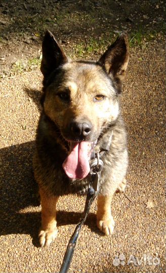 Обаятельный улыбашка Уильям ищет дом