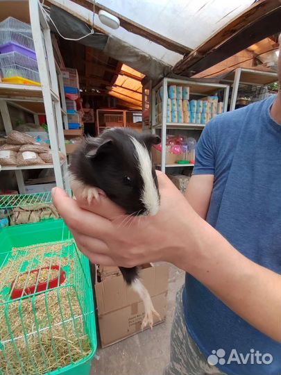 Морская свинка