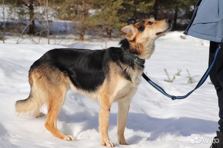 Собака Мухтар