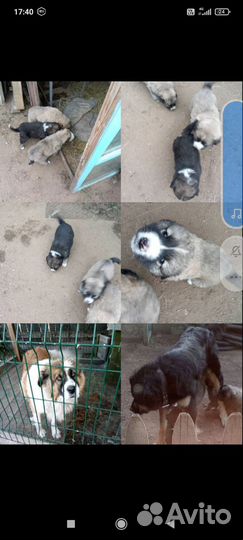 Продам щенка девочку 1месяц