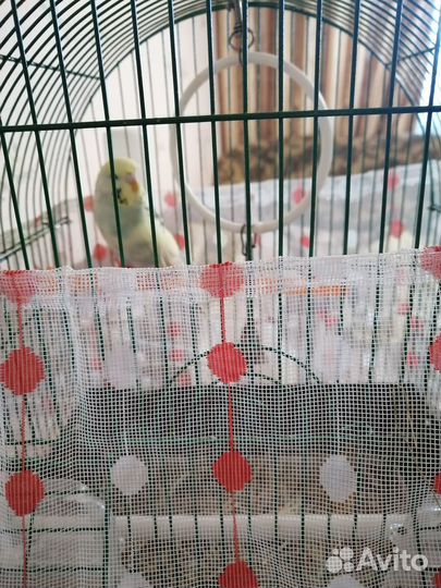 Клетка с молодым попугаев
