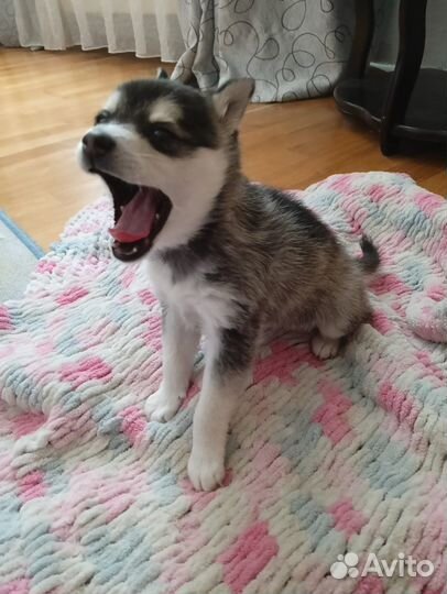 Аляскинский кли кай той размер мини хаски