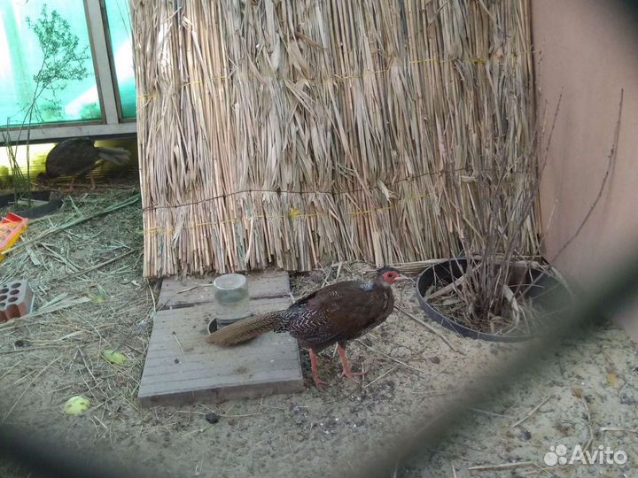 Продаю фазанов