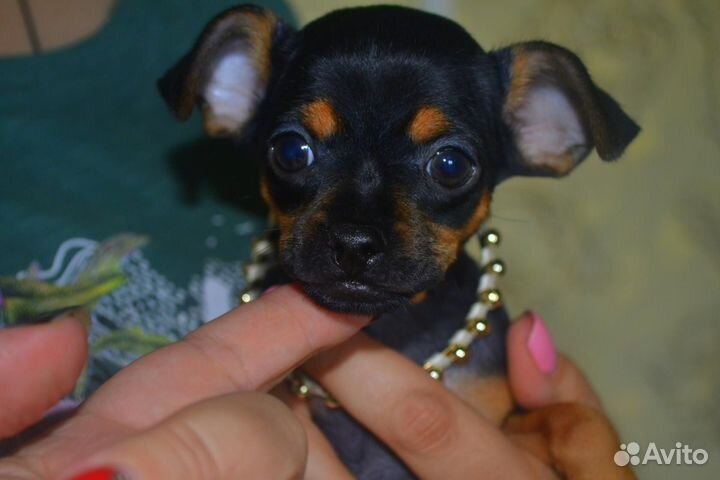 Мини той-терьер щенки-бронь