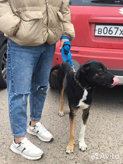 Домашняя собака, 8 мес