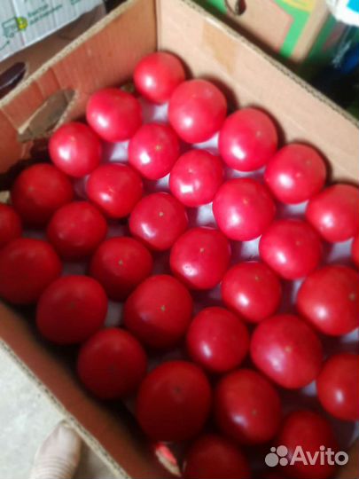 Помидоры розовые