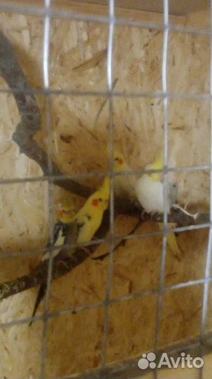 Попугай карелла