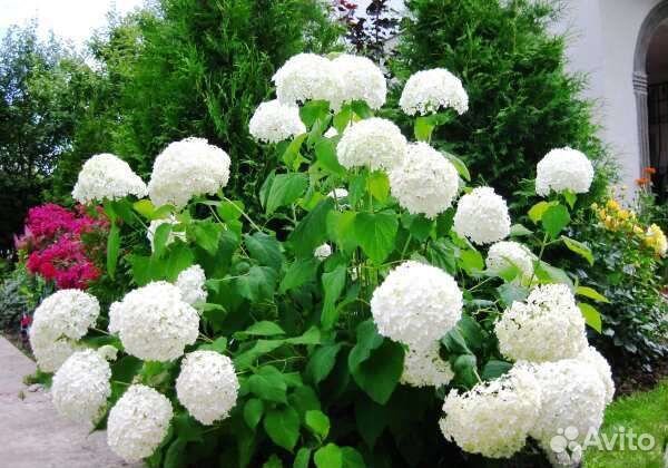 Гортензия белая шаровидная Анабель
