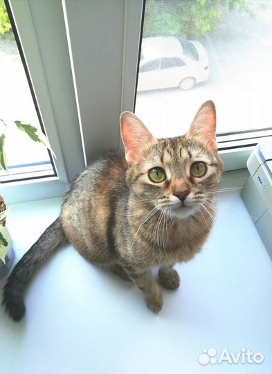 Кошка в заботливые руки