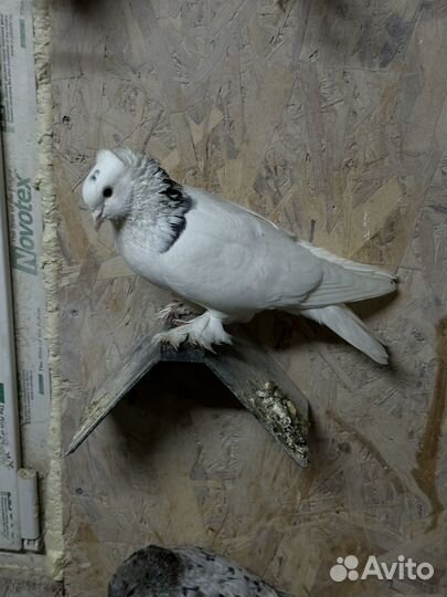 Голуби Армянскые, бакинскый, такла, иранци