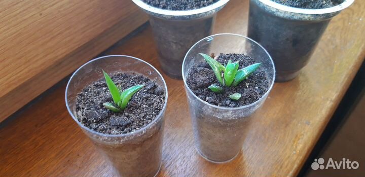 Хавортия суккулент, молодое денежное дерево (толст