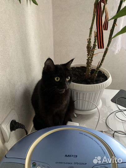 Кошечка бесплатно
