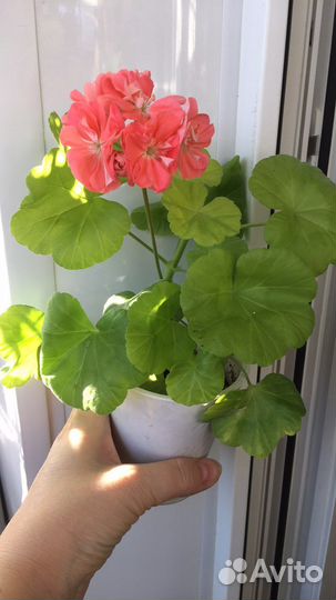 Пеларгония mimi