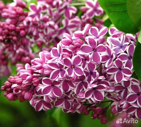 Сирень Привитая