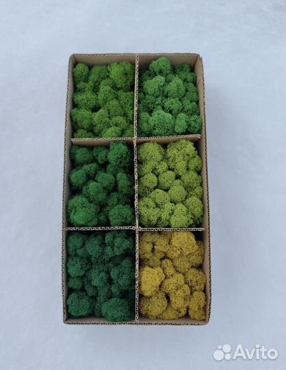 Стабилизированный мох ягель