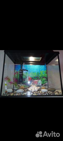 Аквариум
