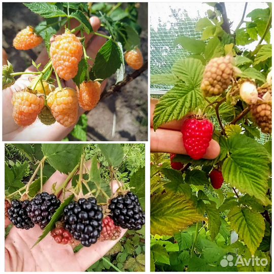 Саженцы малины, ежевики