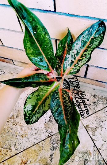 Аглаонема King Indian(Перу/Гигант домашний)