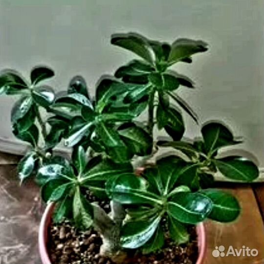 Адениум Arabicum Socotranum