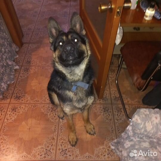 Немецкая овчарка кобель