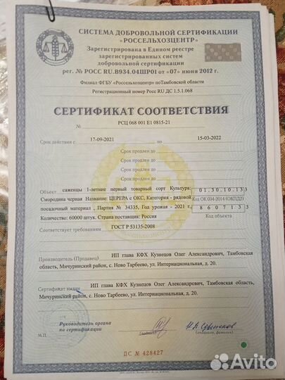 Смородина