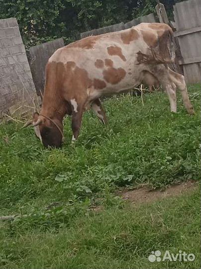 Коровы дойные