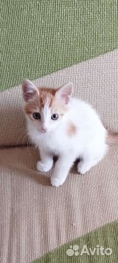 Котик Тимошка