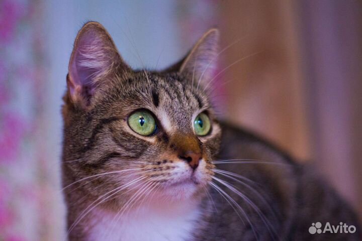 Кошка Розетка ищет дом