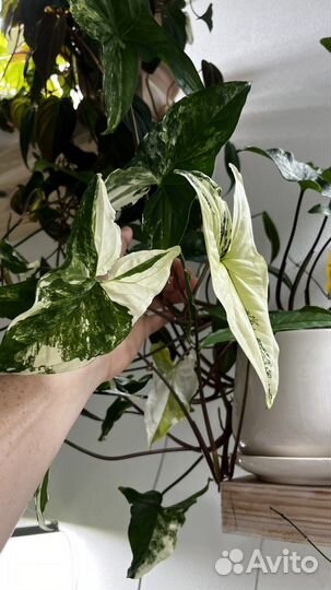 Растения на срез