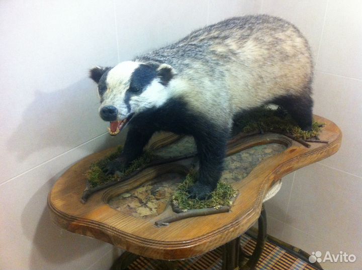 Чучела барсука, енотовидной собаки (композиция.)