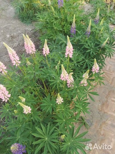 Саженцы люпин