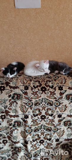 Очаровательные котята в добрые руки