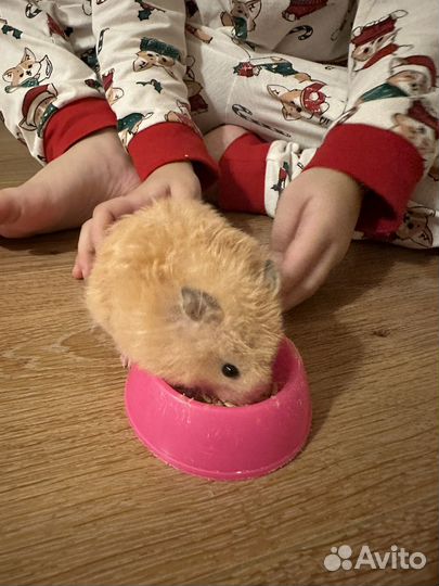 Хомячок сирийский