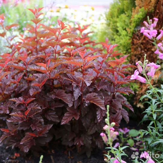 Пузыреплодник калинолистный Литл Энджел