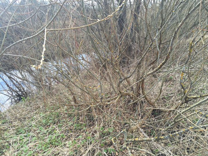 Участок 14 сот. (ИЖС)